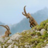 Kozorozec horsky - Capra ibex - Alpine Ibex 7670